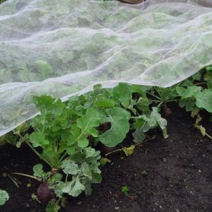 Insect Netting 5.2m Wide