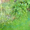 Fence Trellis Net - Image 2