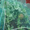 Bird Netting 1.5m Width 20mm x 20mm - Image 2