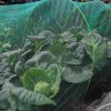 Anti Butterfly Netting 2m Width - Image 2