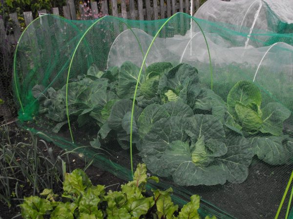 Anti Butterfly Netting 3m Width