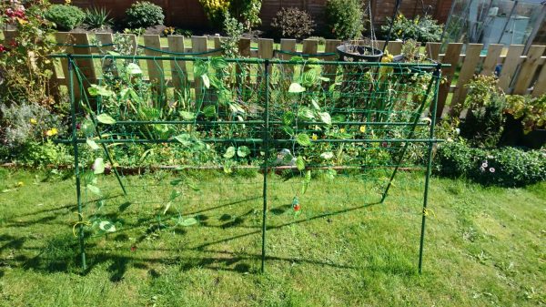 Pea Support Frame