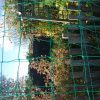 Pea Bean Netting / Fence Trellis Netting - Image 3