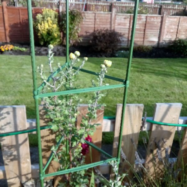 Versatile Tomato Growing Cage