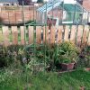 Versatile Tomato Growing Cage - Image 3