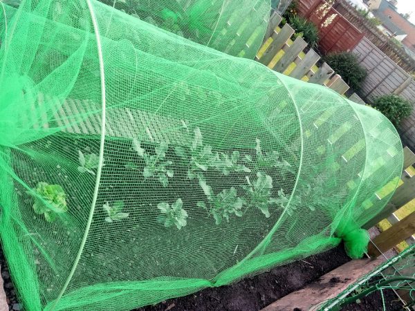 Garden Cloche XL