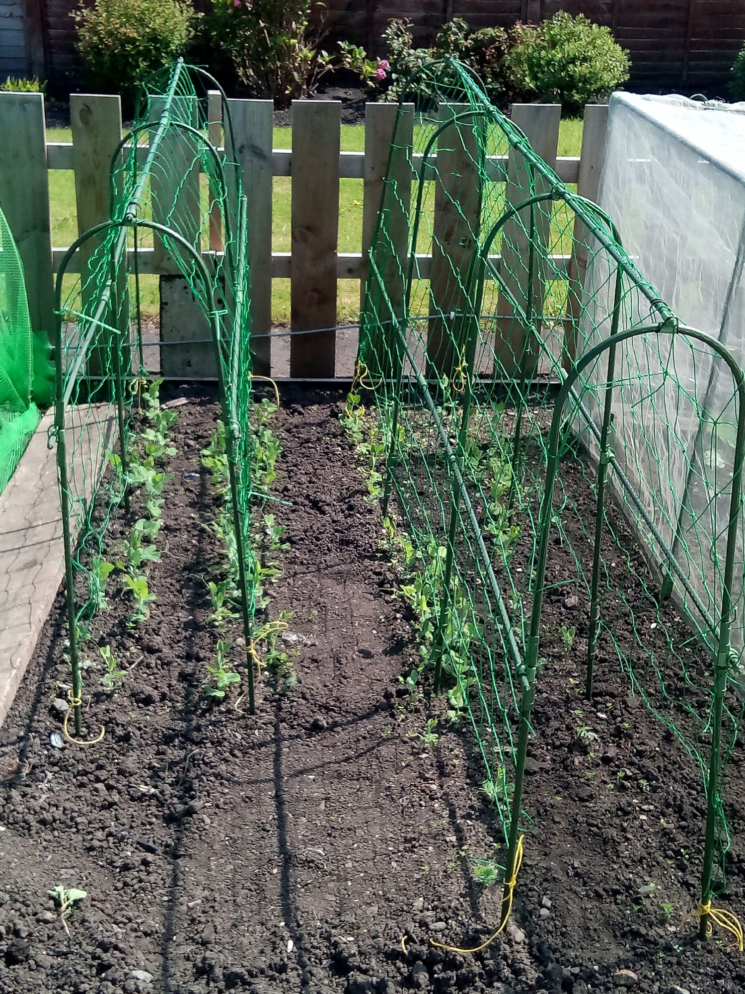 Pea netting clearance