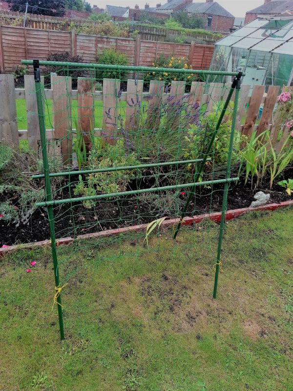 Pea Frame