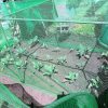 Fruit and Vegetable Protective Cage Supplied with Black or Green Butterfly Netting - Image 4