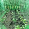 Fruit and Vegetable Protective Cage Supplied with Black or Green Butterfly Netting - Image 6